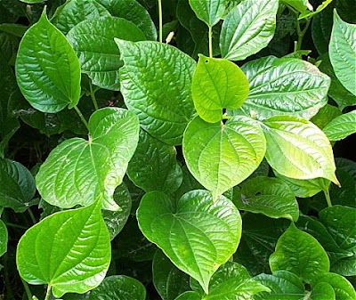 Betel Leaf Plant wallpaper