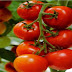 وزارة الصحة تنفى إصابة محصول الطماطم في مصر بمرض مسرطن