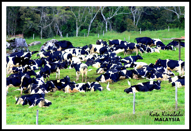 Desa+dairy+Farm+Sabah+malaysia.jpg