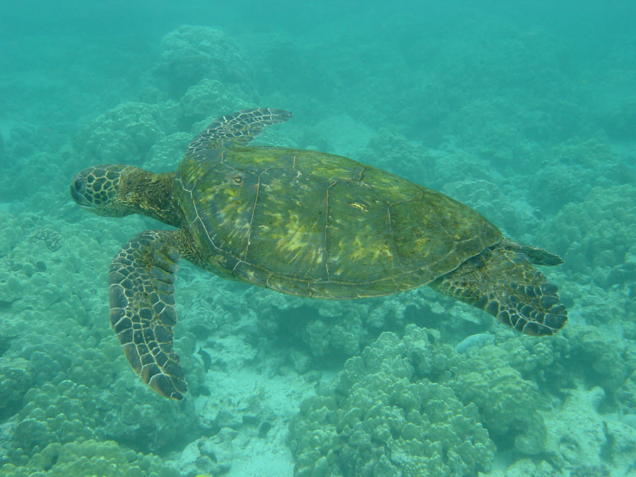 Green Sea Turtles 23