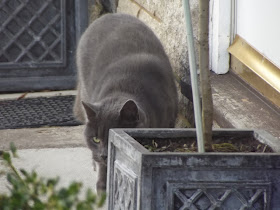 cat watching guinea pigs