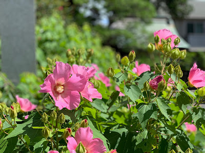 妙隆寺の芙蓉