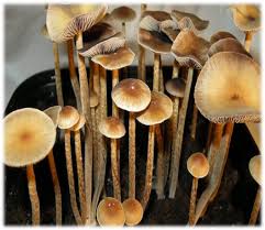 Psilocybin mushrooms,commonly known as magic mushrooms,are a polyphyletic,informal group of fungi that contain psilocybin which turns into psilocin upon ingestion.