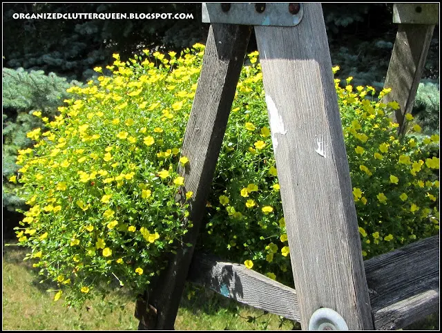 Photo of a junk garden stepladder