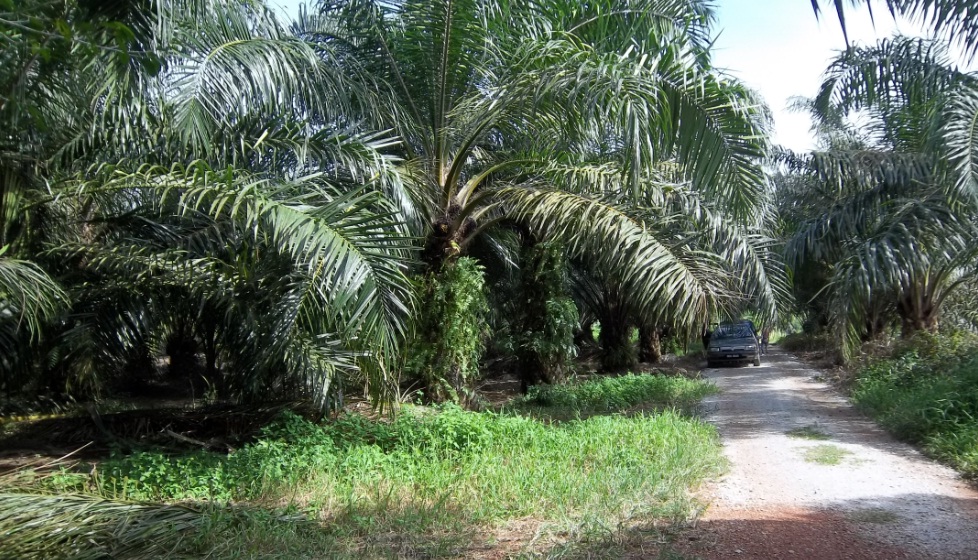 ZAM HARTANAH PROPERTY 2U: Tanah kelapa sawit 3.75ekar ...