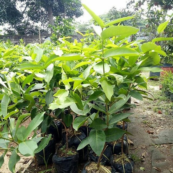 bibit jambu kingrose pertumbuhannya mudah Pasuruan