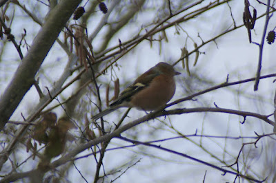 Vink - Skelfink - Fringilla coelebs