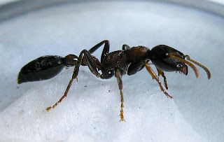 worker of Tetraponera rufonigra