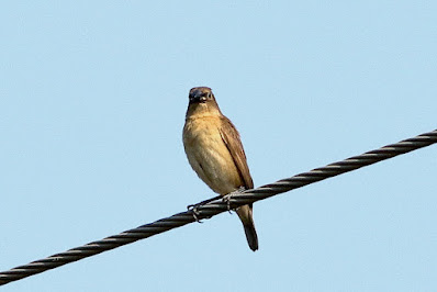 "Scaly-breasted Munia - Lonchura punctulata  juvenile perched on a cable."