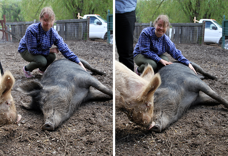 Veganreise New York Catskill Animal Sanctuary Jasmine Pig