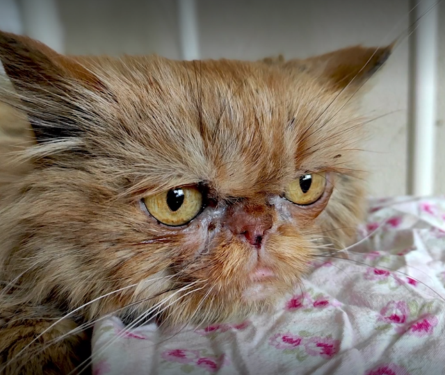 Persian cat survives 60 days alone on 7th floor of bombed building