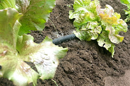 Common Sense Gardening: Spotlight on Summer Watering
