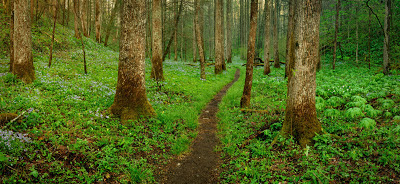 Smoky Mountains photographer Eric Gebhart in White Oak Sinks