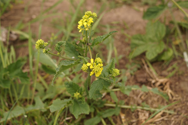 wildflowers in Norfolk in spring