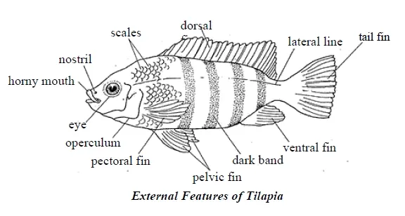 labelled drawing of a fish