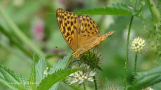 Argynnis (Argynnis) paphia female DSC165550