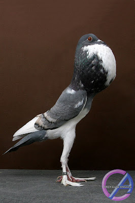 Pigeon_Champions