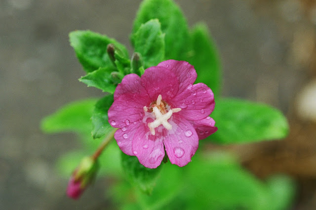 HORLEY, SURREY 2013 © VAC PINK WEED, DEW DROPS