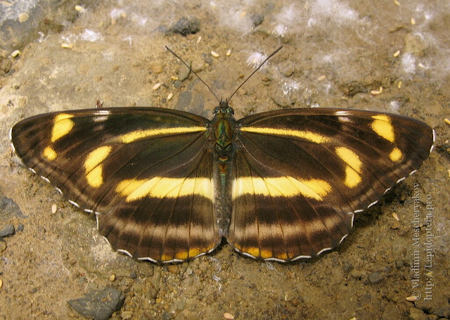 Бабочка пеструшка тисба (Neptis thisbe)