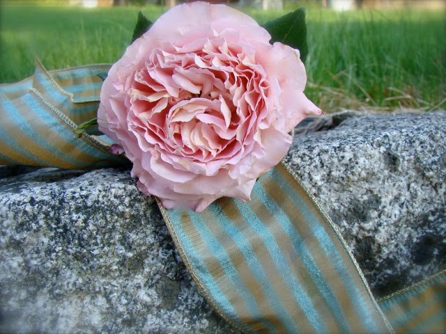 The light pink rose in the photo above has a wonderful old fashioned rose