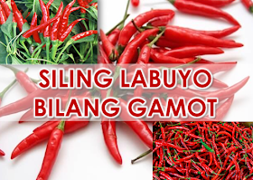 Siling labuyo is known for its stinging spice but do you know that it can also cure diseases? Aside from boosting our appetite, red hot chili pepper is also an effective herbal medicine used by many people around the world among the healing plants.   Advertisement        Sponsored Links   The fruit of the chili contains capsaicin that gives the spicy flavor.   The chili plant contains ester, terpenoids, noncarotenoids, lipoxygenase derivatives, carbonyls, alcohols, hydrocarbons, capsaicin, dihydrocapsaicin, capsiconinoid, at capsinoid.  It is also rich in calcium, phosphorus, and iron as well as vitamins A and B.     Different parts of siling labuyo and its uses:    LEAVES:  The leaves is usually crushed  and applied directly onto  the affected part or diluted in water to make a drink.  FRUIT:   The fruit can be ingested directly or dilute in water to make a gargle. It can also be ground and mixed with oil to make a liniment to be applied directly onto the affected part.    DISEASES THAT CAN BE CURED USING SILING LABUYO?  1. A sore throat. To get rid of a sore throat you can dilute ground fruit of the chili and use it as a gargle.   2. Arthritis and rheumatism:   A liniment made from mixing crushed or ground siling labuyo with oil can be applied to the affected part. You can also add crushed or ground leaves to increase the liniments efficacy.   3.Flatulence .    Drinking a chili infused water can help with the problem of flatulence. To do this, mince the fruit of siling labuyo and soak it in hot water for about 5 minutes and drink it. It can be also put a dash of chili in your regular meal to help ease flatulence.   4. Toothache.    You can apply the chili juice directly inside the incision on the affected tooth.    5. Cuts and wounds.   Applying crushed chili leaves directly on the affected part as a poultice will help accelerate the healing process of cuts and wounds.   6. Ringworm.   Soak the minced fruit of siling labuyo in water and use the solution to wash ringworm infected skin.   Aside from this, chili peppers like siling labuyo have a known aphrodisiac effect when ingested, giving spice to lover's life.    READ MORE:  Find Out Which Country Has The Fastest Internet Speed Using This Interactive Map       Find Out Which Is The Best Broadband Connection In The Philippines   Best Free Video Calling/Messaging Apps Of 2018    Modern Immigration Electronic Gates Now At NAIA    ASEAN Promotes People Mobility Across The Region    You Too Can Earn As Much As P131K From SSS Flexi Fund Investment    Can A Virgin Birth Be Possible At This Millennial Age?    Support And Protection Of The OFWs, Still PRRD's Priority