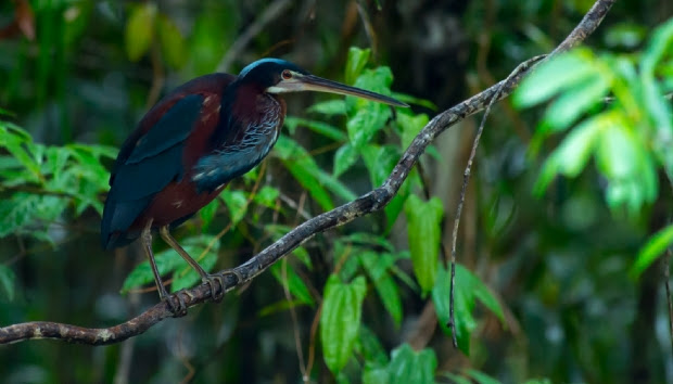 Amazônia Mato-grossense terá primeira feira de turismo e VI festival gastronômico
