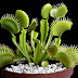  Carnivorous Venus Flytraps | Science Fact for Kids