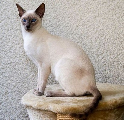 Harga Kucing Siam Putih  Daftar Harga Kucing  Persia Murah 