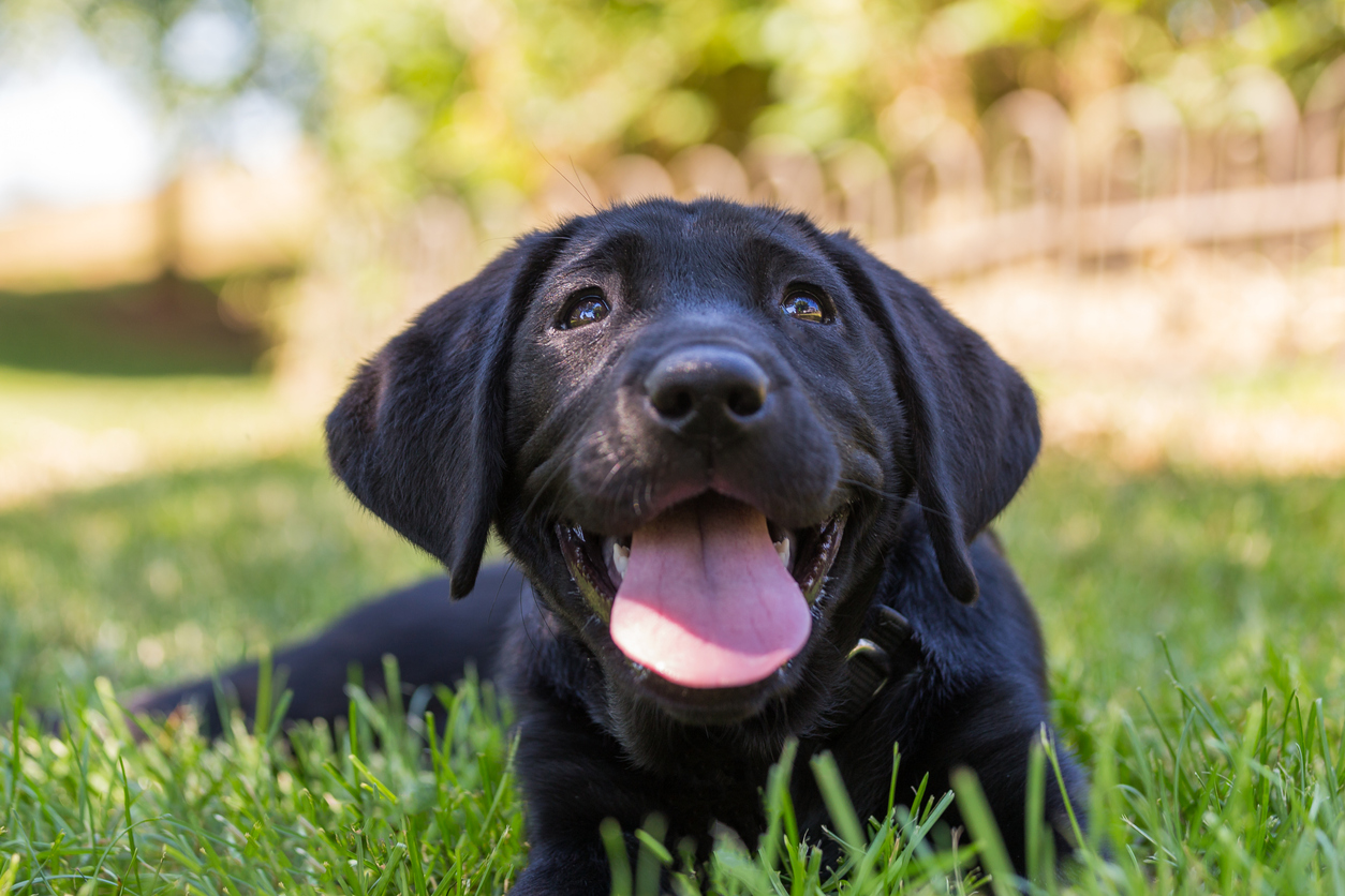 little Black Labrador