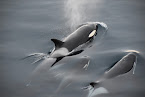 The image depicts a group of killer whales swimming in the ocean.