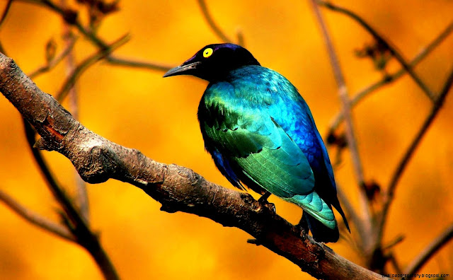 Wild Bird Wallpaper