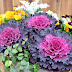 Plant of the Week----Ornamental Cabbage and Kale