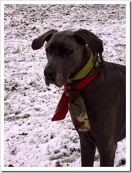 Jess scarf