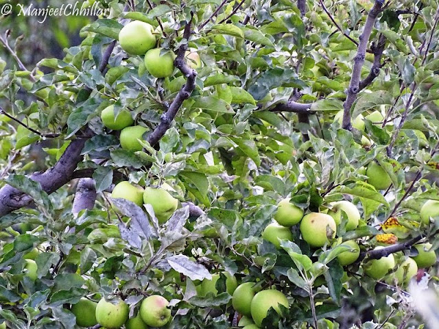 Green Apple, Kalpa