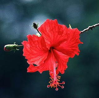 Bunga Raya merupakan sejenis tumbuhan berbunga yang sering di tanam ...