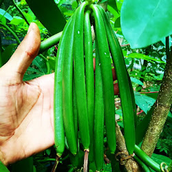 Jual Pohon Buah Bibit Vanili Cepat Jawa Barat