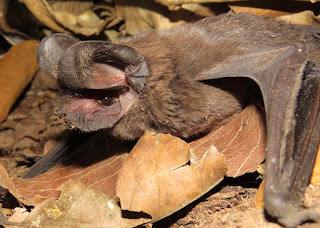 Nyctinomops macrotis, Big Free-tailed Bat