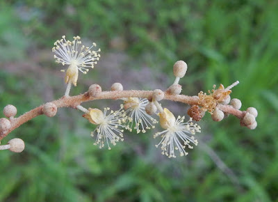 白匏子的雄花