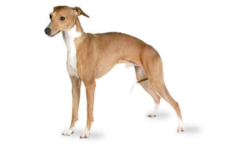 Gambar Anjing Italian Greyhound 