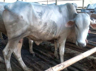 harga sapi qurban  2013 ddf345t34t