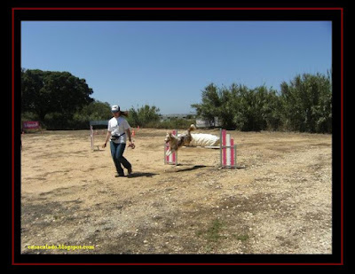 pastor australiano no agility