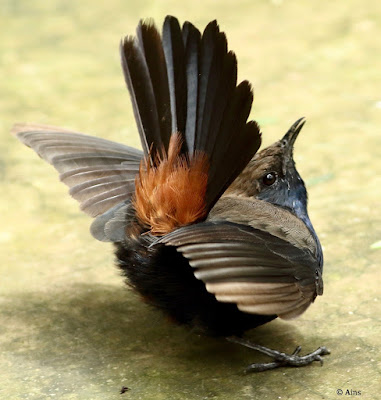 Indian Robin