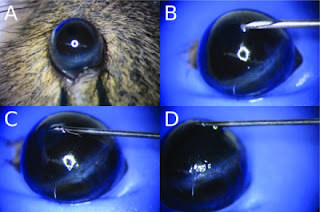 fungal keratitis impact factor