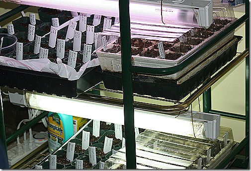SeedStarting2011