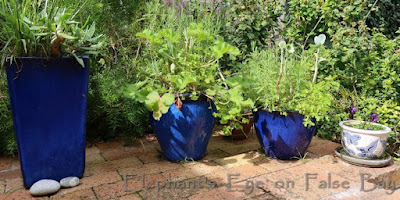 Blue pots