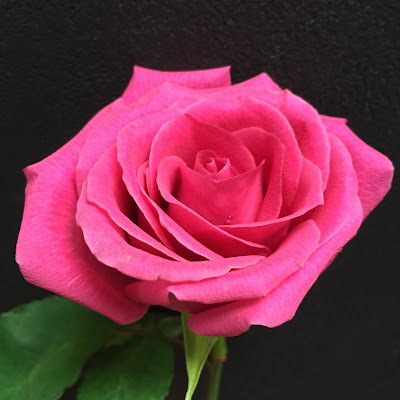 Hot Pink Rose at Stein Your Florist Co.