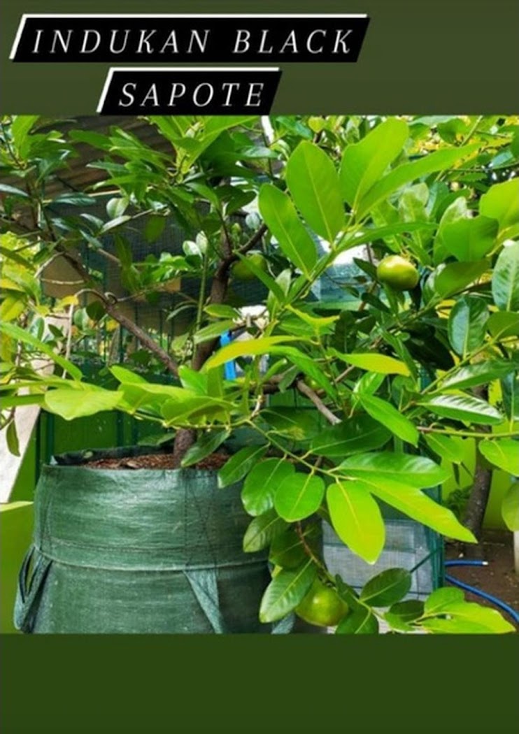 Black Sapote Giant Cilegon