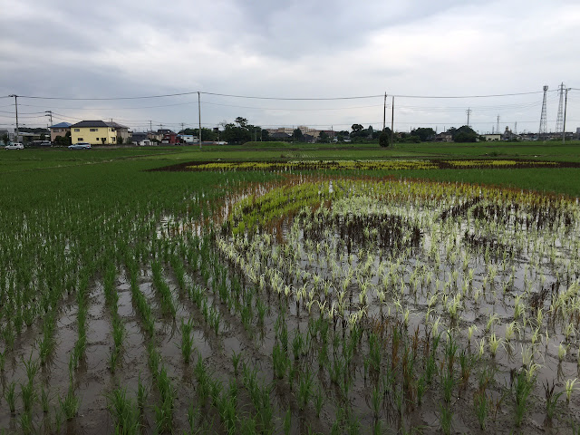 こしがや田んぼアート2015食戟のソーマ（6/21）