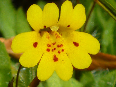 Yellow, red-spotted corolla of a Monkeyflower, probably primrose monkeyflower