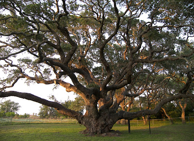 Big Trees